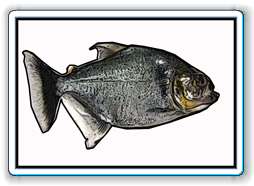 humeralis